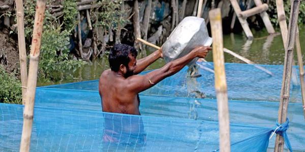 যশোরে প্রচণ্ড গরমে হ্যাচারিতে অক্সিজেন সংকট মারা যাচ্ছে মাছের রেণু